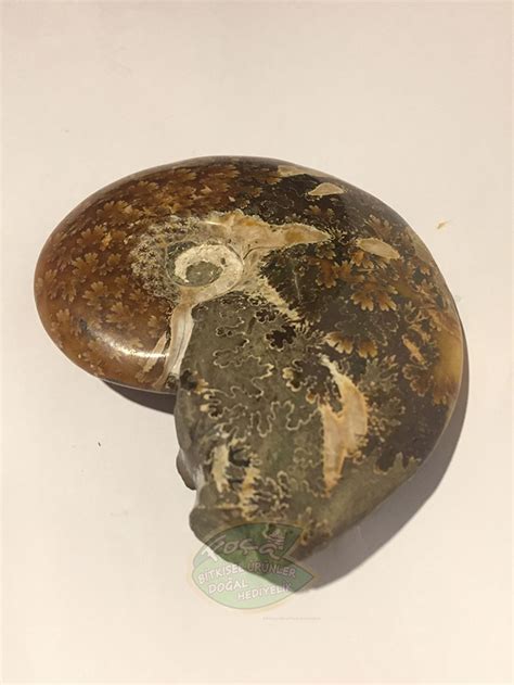 Ammonit taşı